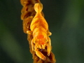   Dasicarys zanzibarica super macro  
